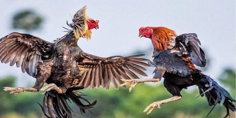 Đá gà cựa dao là thế nào?