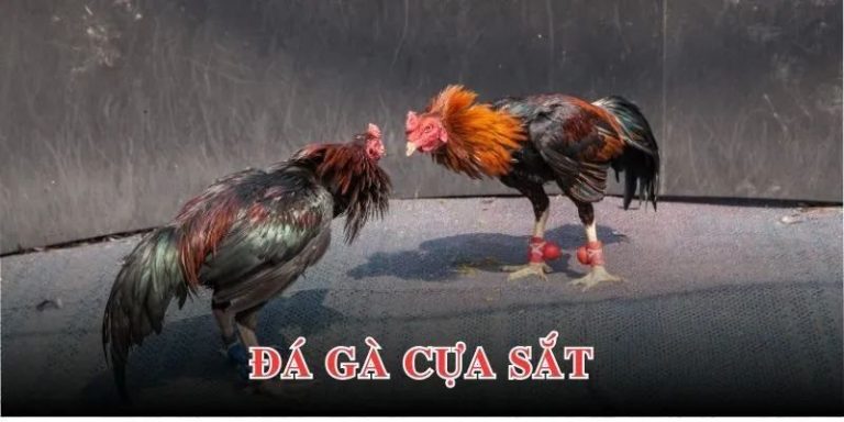 Đá Gà Cựa Sắt