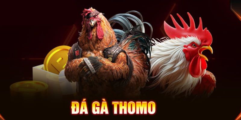 Đá gà Thomo là nơi những chiến kê mạnh nhất tranh tài