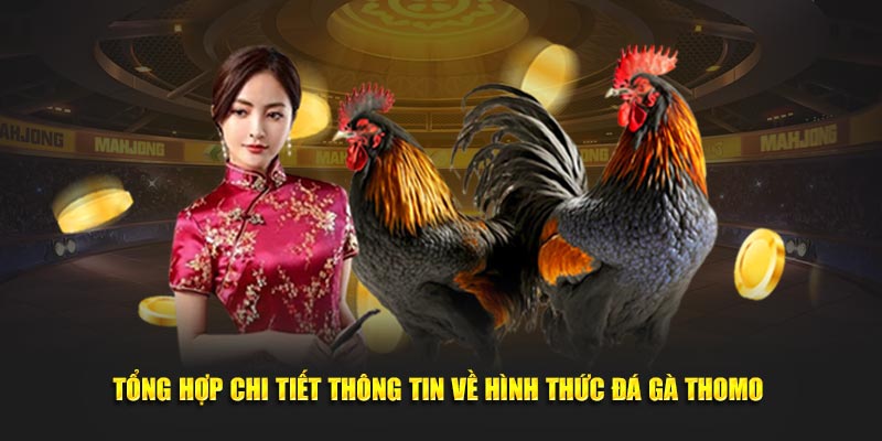 Tận hưởng từng giây phút hồi hộp trong mỗi trận chọi gà Thomo