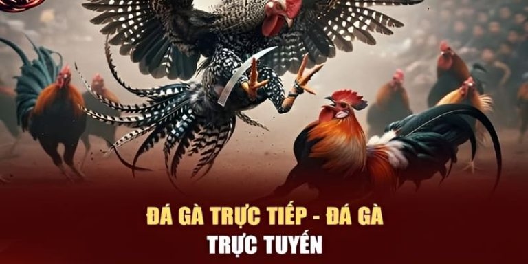 Tường Thuật Đá Gà Trực Tiếp